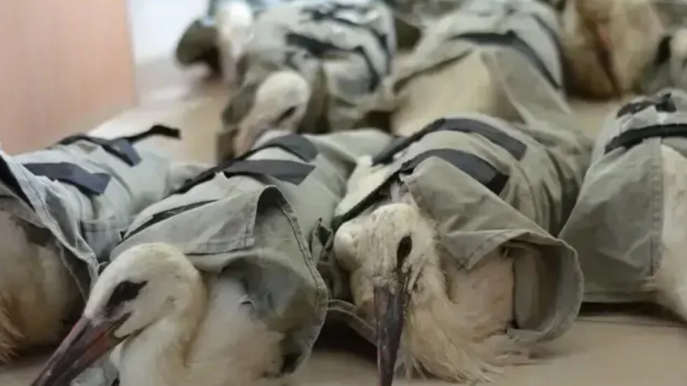 17 štorke sa povredama pronašle su novi dom u Italiji