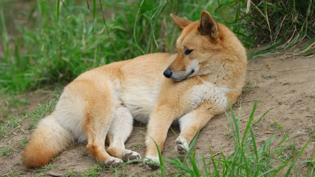 Zagonetka na plaži: čopor dingova čuvao telo do dolaska policije - ORIGO