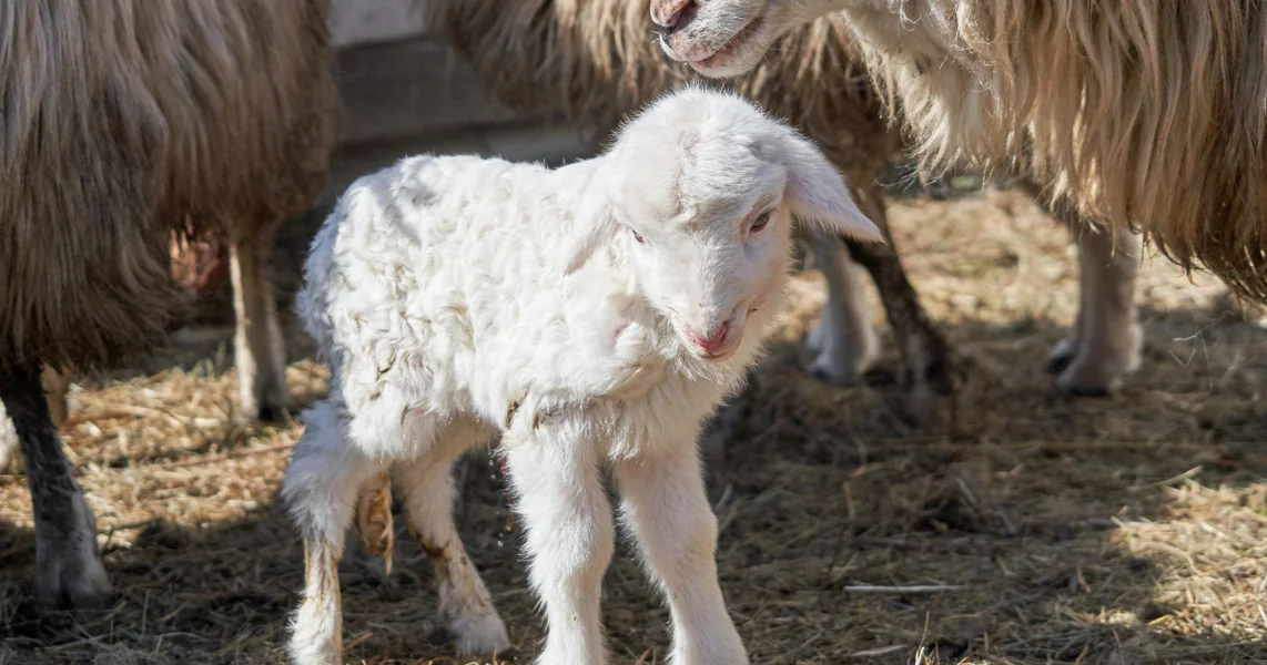 Pomoć za uzgajivače ovaca do 50.000 evra po gazdinstvu. Koje uslove moraju da ispune farmeri