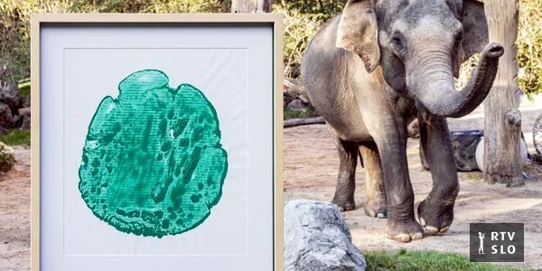 Slavlje Ganginog abrahama završava dražbom otiska njene stope