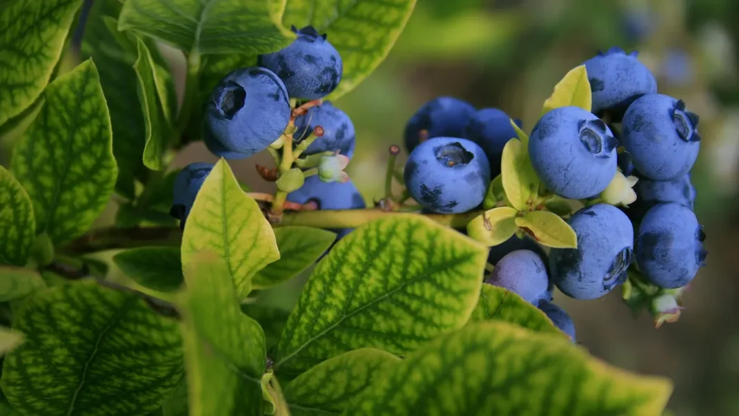 Jedite ovo voće i bićete kao Chuck Norris!