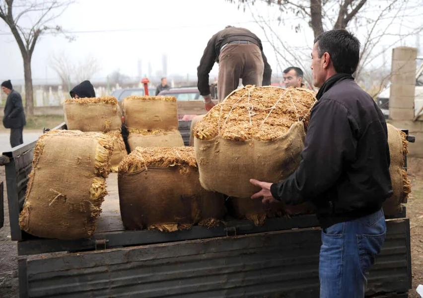 Otkupljeno oko 25.000 tona duvana po 419 denara, otkup traje do 28. februara - Nova Makedonija
