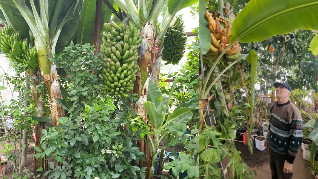 Nea Nelu uzgaja egzotično voće u stakleniku od 40 m2 u Cetatea Alba Carolina: 'Ne prodajem ništa'