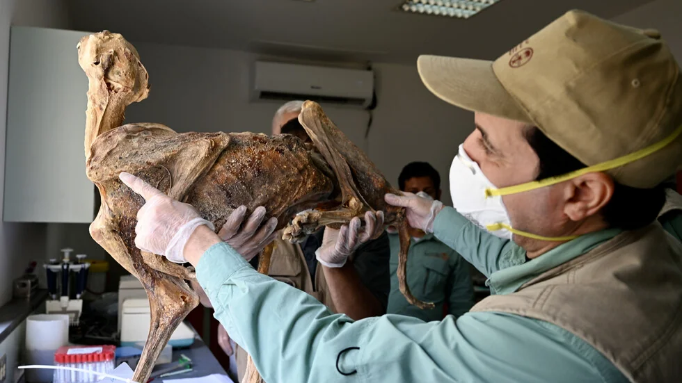 Istraživači su otkrili mumificirane geparde u pećinama Saudijske Arabije.