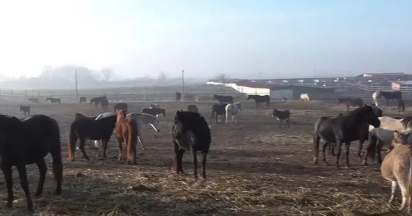 Dramatična situacija u prihvatilištu za konje u Dolju: stotine životinja su u opasnosti da umru od gladi