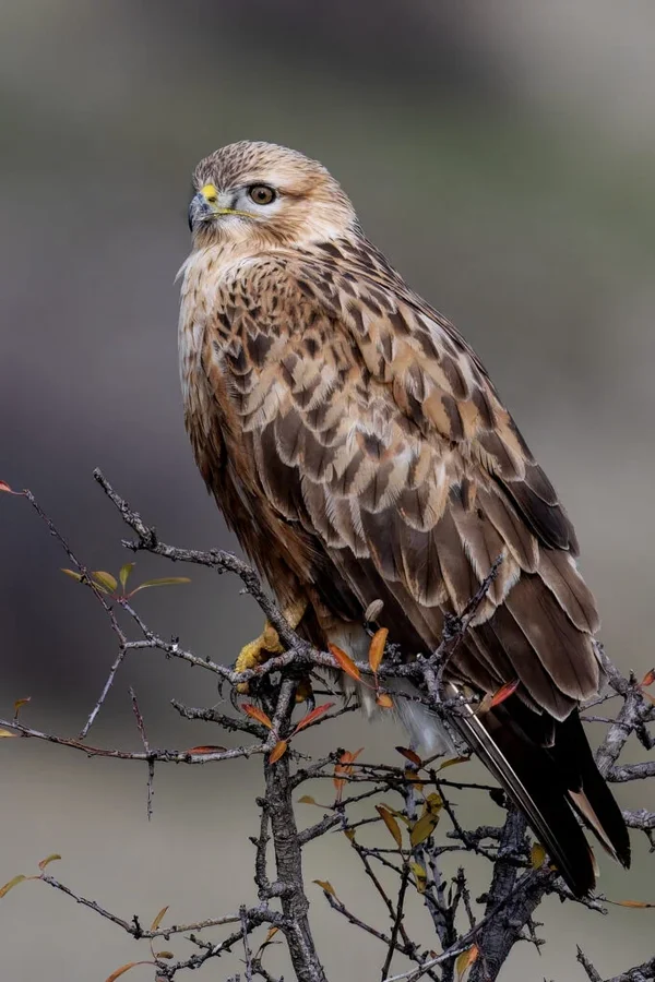 Lisest gluvčar na Velian Jagev - FOTOGRAFIJA NA NEDELJATA - Nova Makedonija