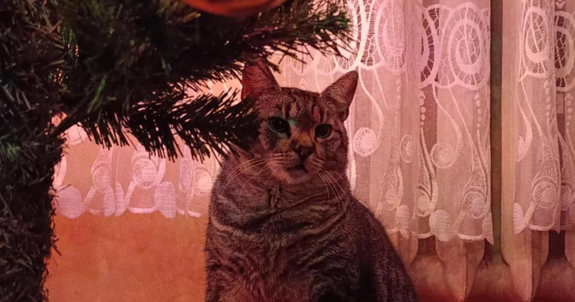 Firul je bio neočekivano otkriće na odmoru, zbog toga je poseban mačak