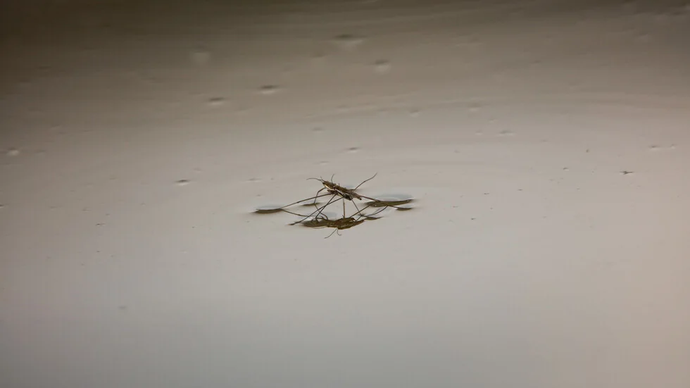 Koji izum je izmišljen od pauka vekovima pre nego što su ga ljudi otkrili