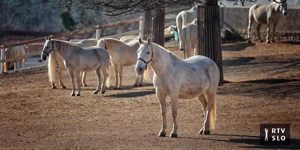 Slovenija će 19. maja obeležavati Dan Lipicanaca