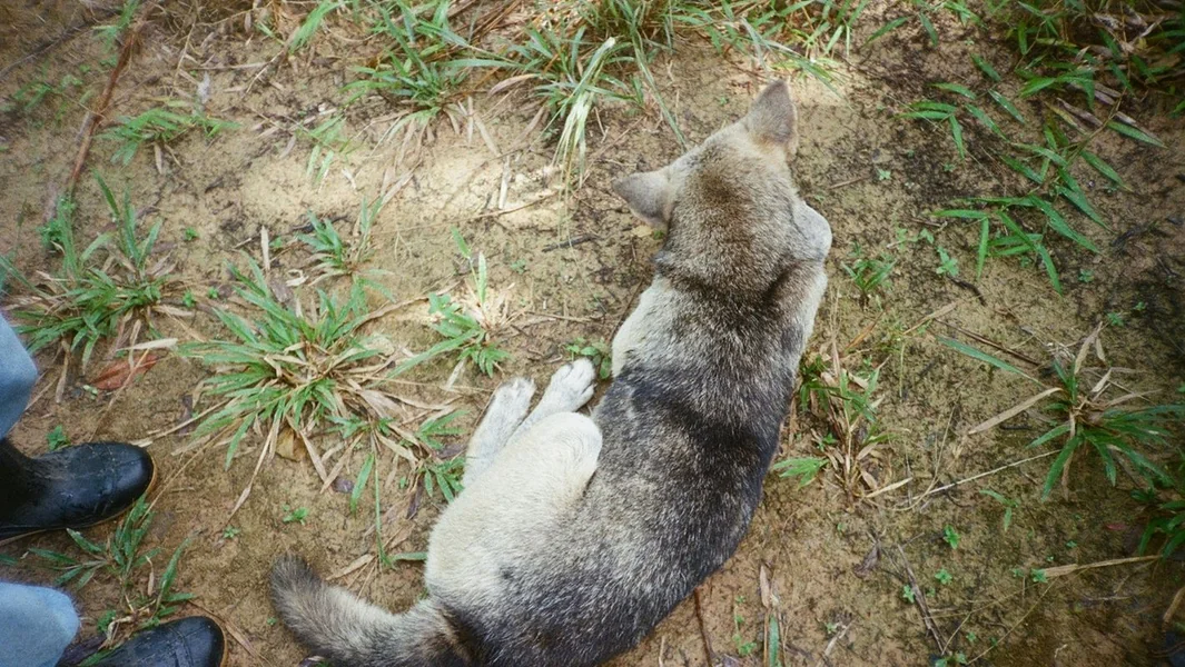 Krvoproliće u Rethimnu: 17 mrtvih štenaca pronađeno ispod mosta - Documento