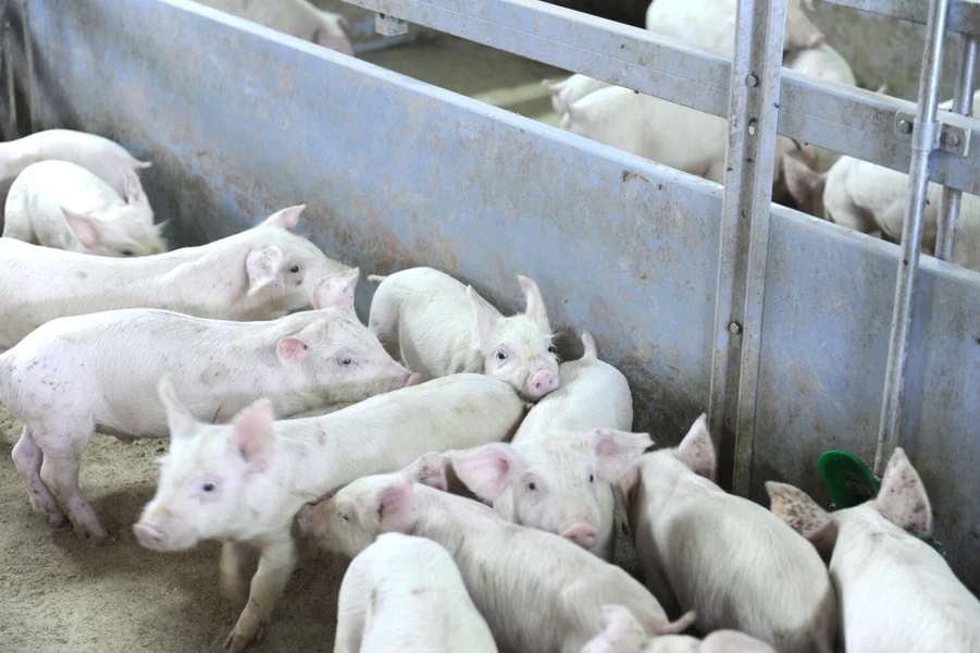 Požar u svinjarskoj farmi u Dolno Čičevo, osam lica se javilo lekaru zbog udisanja dima - Nova Makedonija