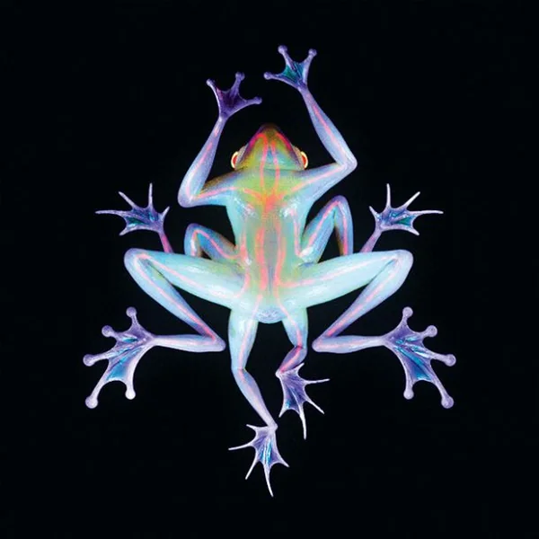 Ribeiroia: Limerenca