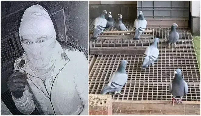 1.864.000 evra traže od 8 Rumuna, koji su uhvaćeni u Rumuniji sa golubovima ukradenim iz Belgije, 2024