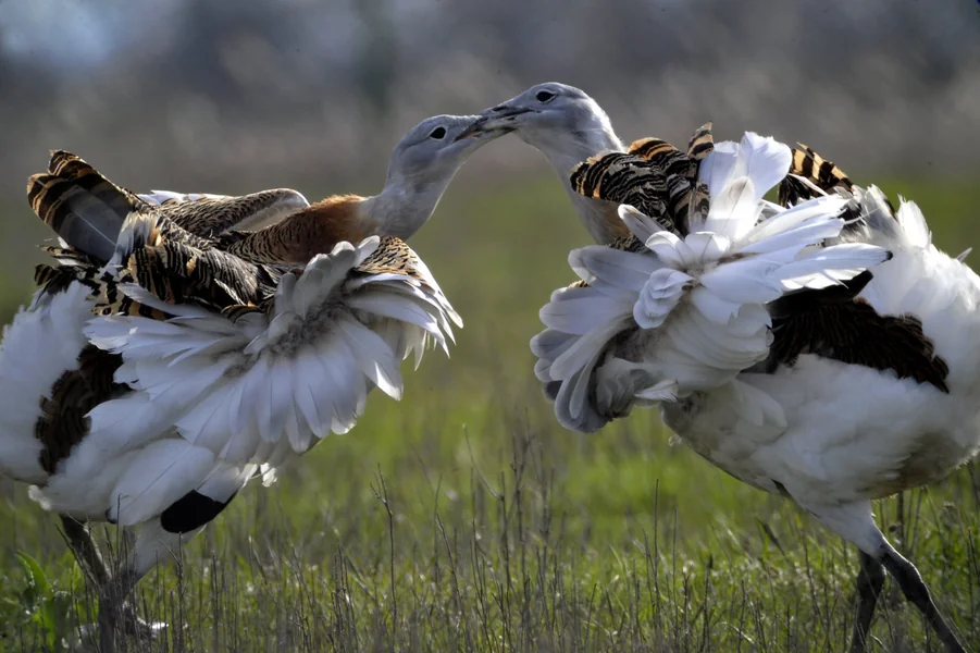 Tuzovi divljaju u Dévaványi, registrovano 808 primeraka, ovakvo još nije bilo