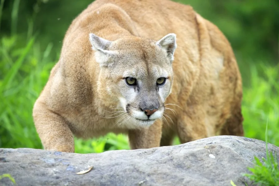 Izuzetno retko je da puma ubije nekoga, nažalost to se dogodilo Kristen Maria Kovatsch