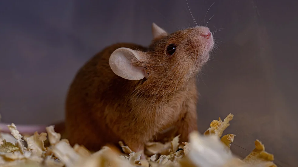 Miška koja je provela 15 dana u kosmosu porodila zdrava mala (VIDEO)