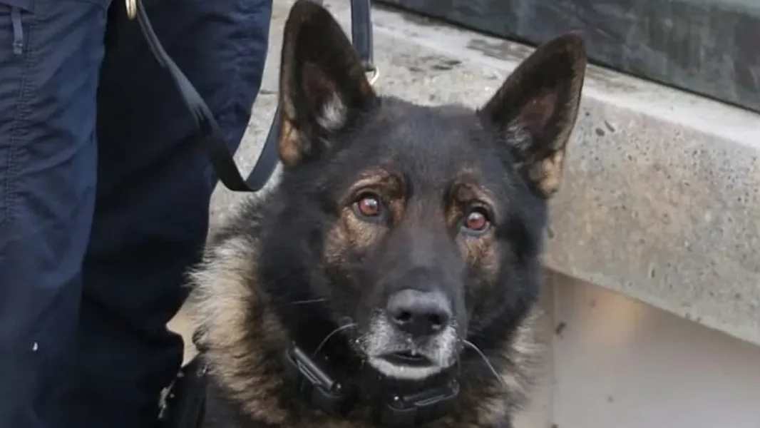 Smrtno su ranili policijskog psa tokom njegove poslednje službe pre penzionisanja - ORIGO