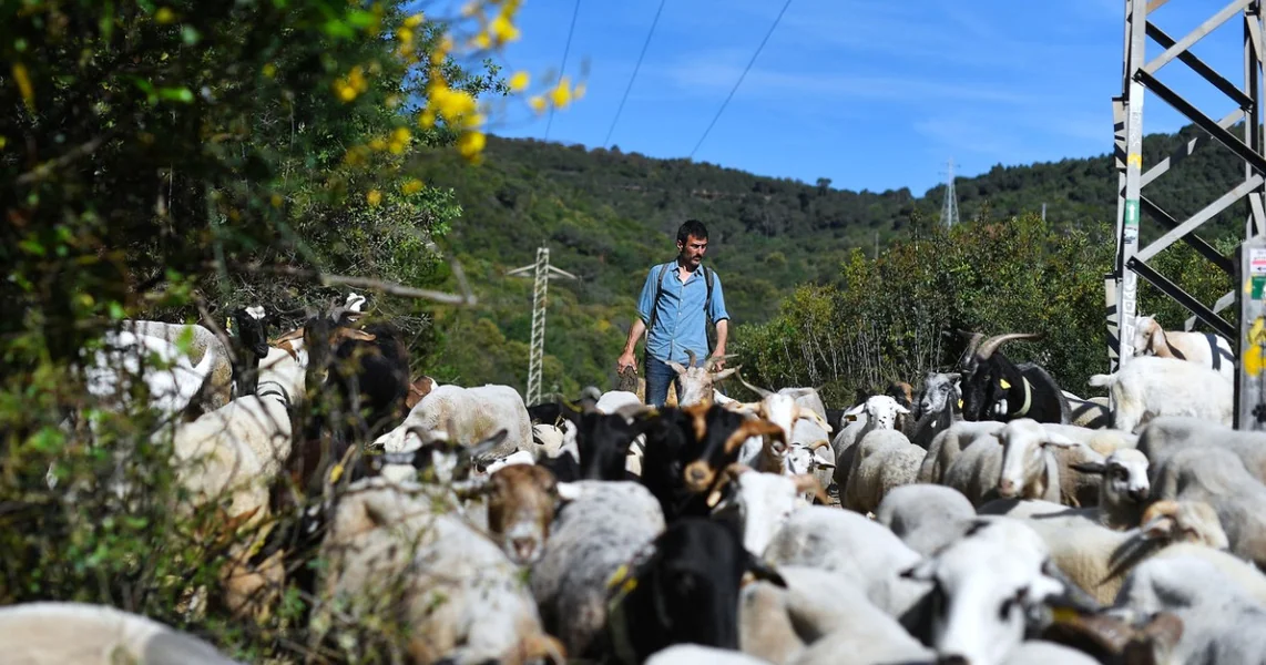 Kada će početi kampanja vakcinacije ovaca i koza. Preciziranja ANSVSA u vezi ponovnog izvoza