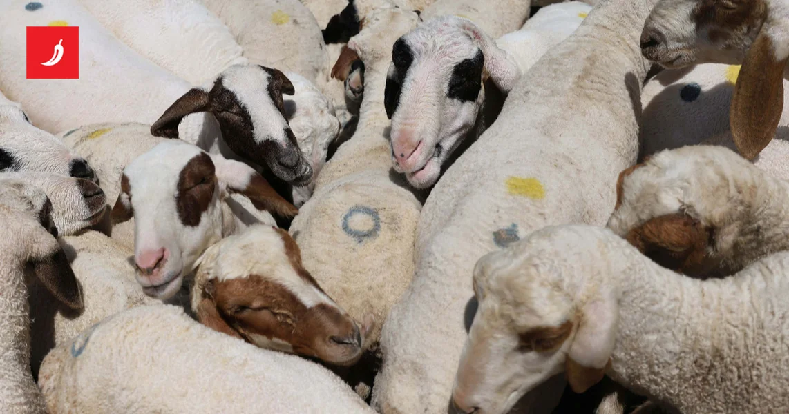 Ovca sa izmenjenim genom mogla bi da promeni proizvodnju mesa u Indiji