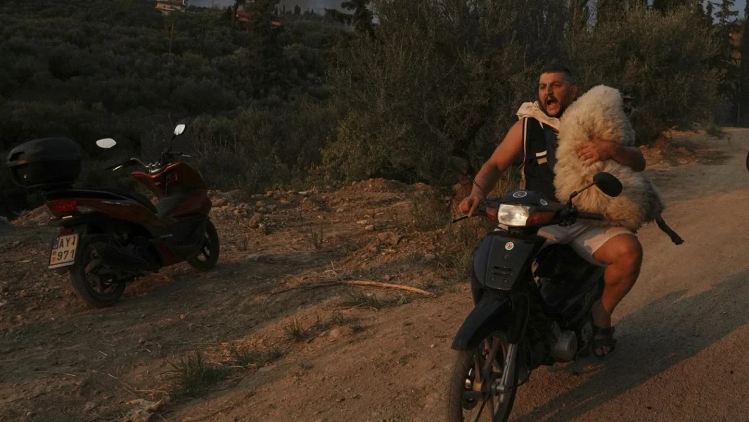 AP: Čovek sa ovcom među 100 najboljih fotografija 2025 - Documento