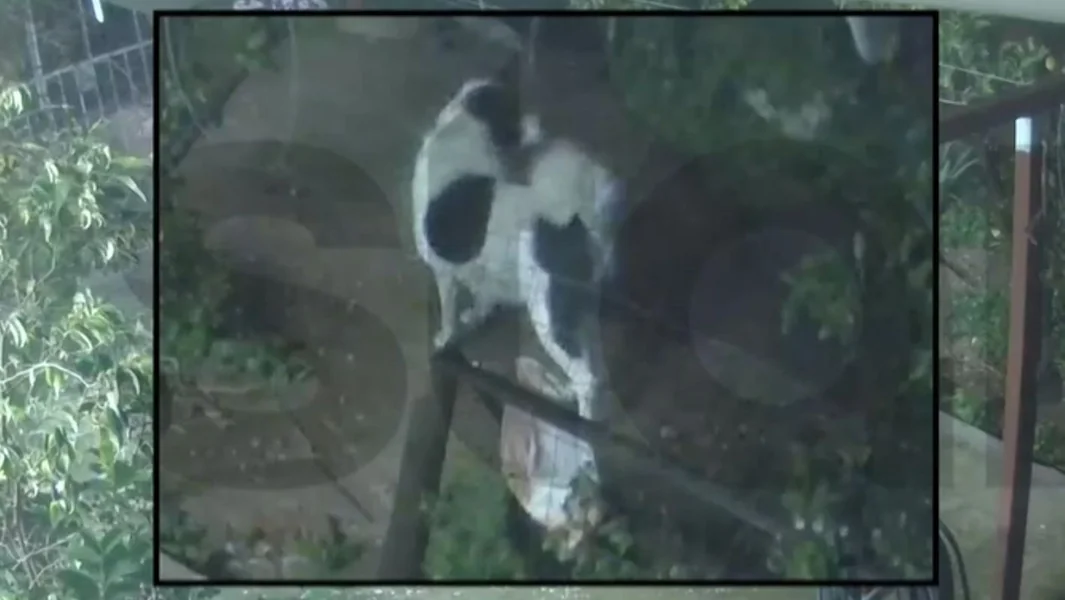 Sveti Dimitrije: Trenutak kada pas spašava se u poslednjem trenutku od urušavanja dvorišta - Documento