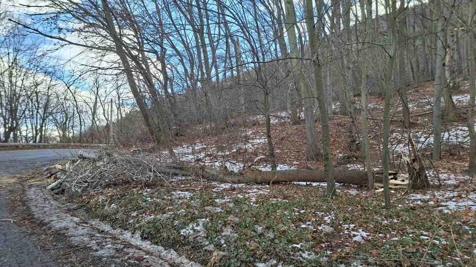 Majka dvoje dece poginula, nakon što je drvo palo na automobil u Prirodnom parku 'Vitoša'