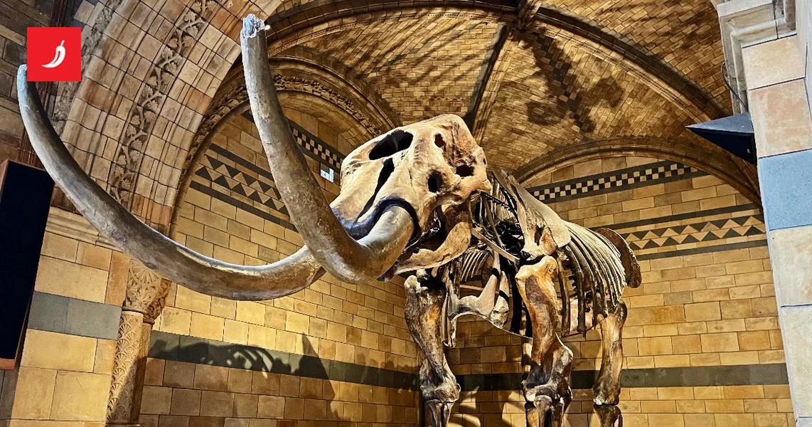 70 godina se mislilo da kosti s Aljaske pripadaju mamutu. Zapravo su kosti kitova