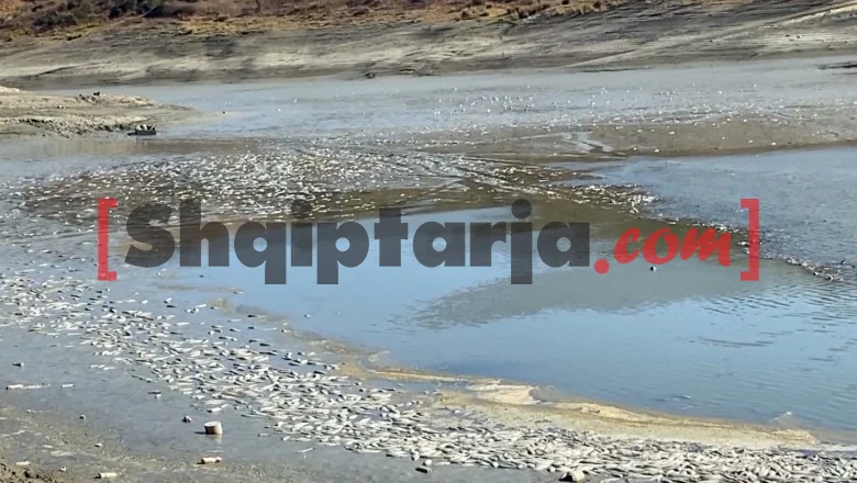 Uginule ribe, počinje čišćenje jezera Kasharajt u Lushnji! Ministar Salla: Odgovorna opština Lushnja! Pod istragom administrator firme koja vrši rehabilitaciju brane (VIDEO)