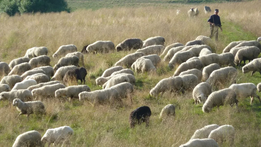 Suša može ugroziti budućnost mađarskih pastira, 27 tačaka su definisale njihove zahteve - ORIGO