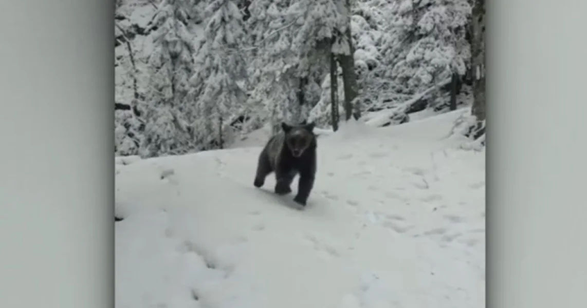 Medved iznenadio grupu mladih koja se penjala na planinu. Kako su uspeli da otjeraju životinju