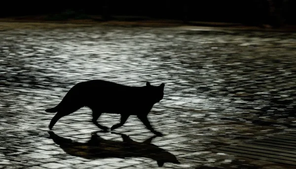 Šok u Ilioupolju: Mučitelj životinja bacio odsečenu mačku u dvorište vrtića - Documento