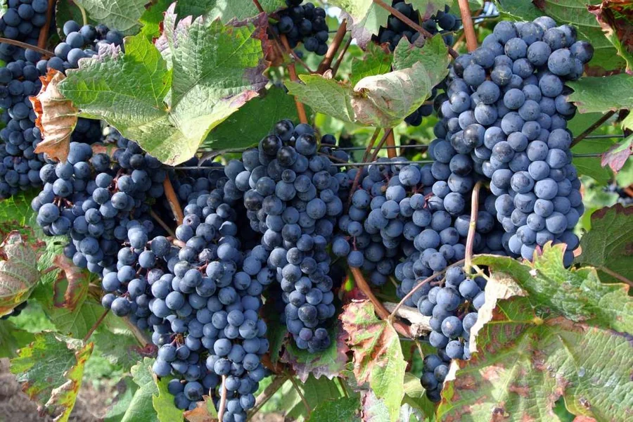 Pri kraju je otkup grožđa, biće obezbeđena sredstva za vinare i orizoprerađivače, biće isplaćeni i proizvođači jabuka, rekao Serafimovski - Nova Makedonija