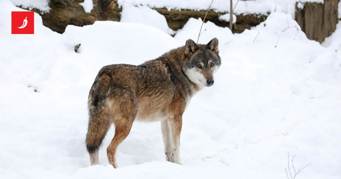 Hrvatska ima 43 vučja čopora, stanje dobro samo u jednoj regiji. Stižu nova pravila