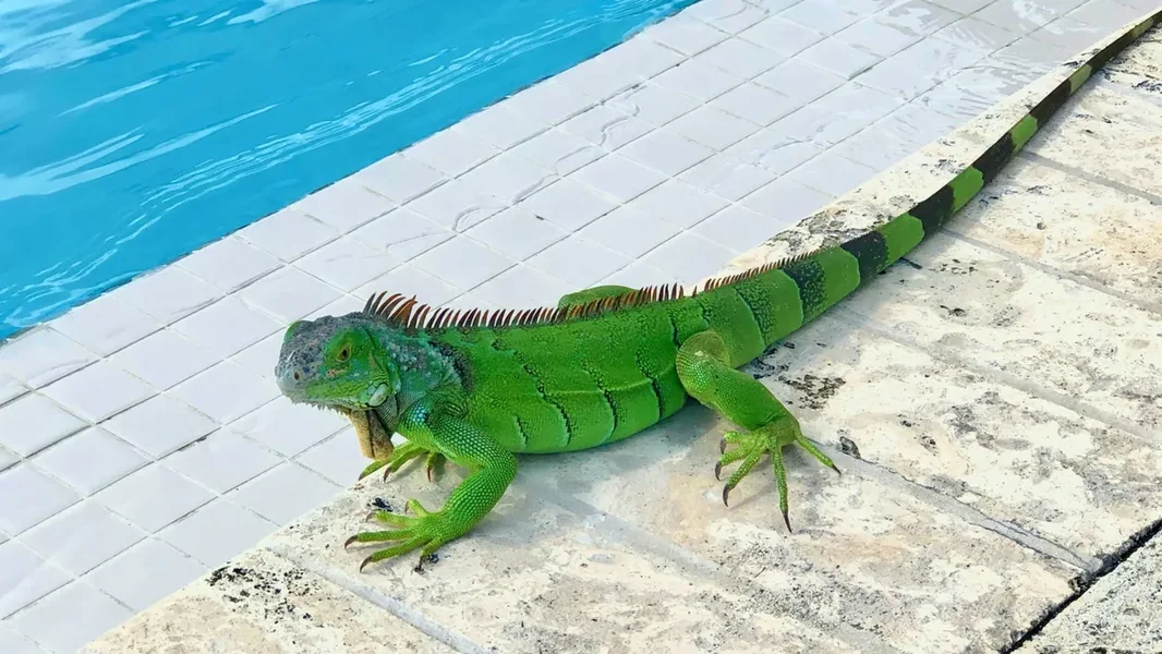 Gušteri su padali s drveća - iguanino smrzavanje postalo novogodišnja atrakcija