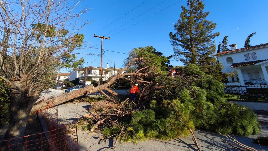 Snažni vetrovi u Makedoniji: Preko 90 padova drveća - Documento