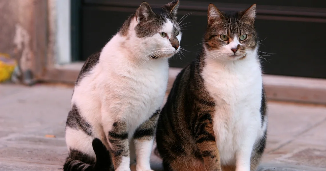 Skandal u Krajovi zbog ograničenja broja životinja u stambenom bloku: Opština tužena od strane vlasnika pasa i mačaka