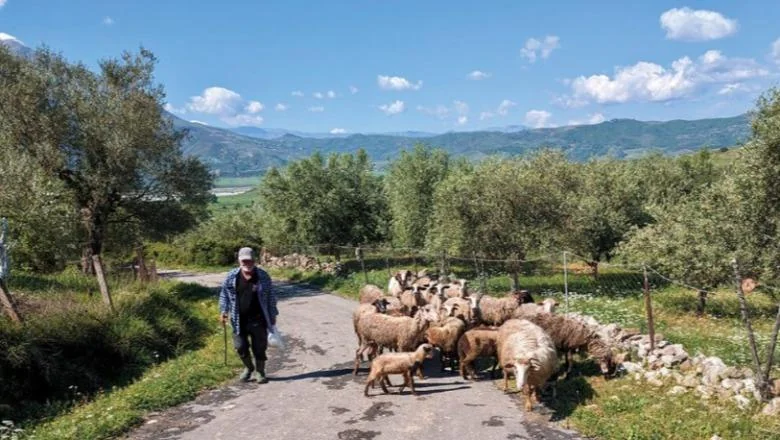 Teškoće zbog troškova i nedostatka subvencija, stočari šalju pismo vladi sa 7 zahteva! Traže ukidanje akcize na naftu i preraspodelu sredstava! Prete protestima