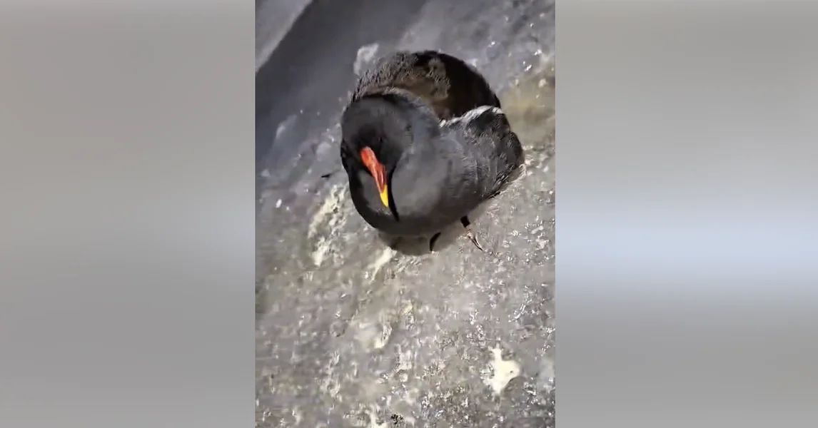 Kako su spasili najnesrećniju vodenu pticu sa leda u 2026. godini, koja se makar zaista zaplela u konopac