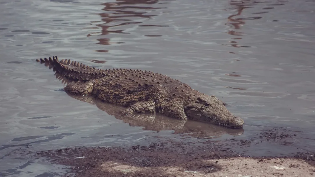 Smrtni napad krokodila dogodio se – pred očima svedoka zgroza