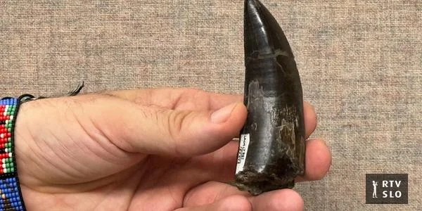 Nove saznanja: tiranozavri su bili toplokrvni, sa telesnom temperaturom 36,3 stepena Celzijusa