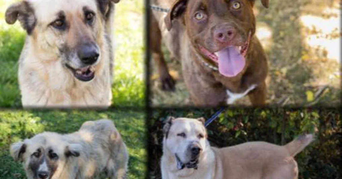 Čiku, Flika, Ayla i Thor svoj dom čekaju u azilu Prijatelji Čakovec