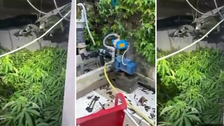 'Kuća bari' u Škodi/ Dva lica u potrazi, pokrenuta istraga za dva zaposlenika OSHEE! Oduzeto 57 biljaka kanabisa, 57 električnih uređaja i municija (VIDEO) - Shqiptarja.com