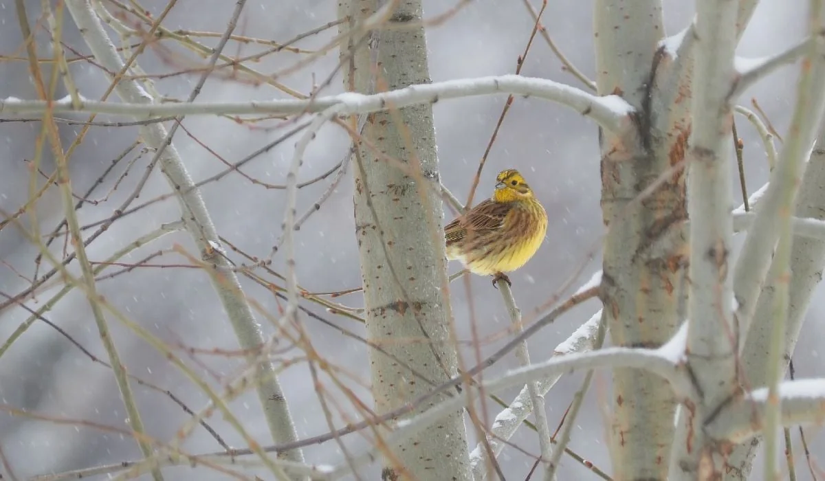 Vreme u periodu od 29. decembra 2025. do 26. januara 2026. Hladnoća koja potraje i obilne padavine u prvoj deceniji godine