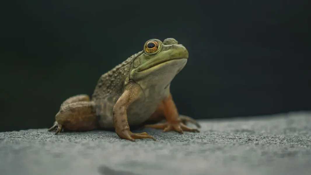 Nova vrsta žaba otkrivena u poplavljenim šumama Amazone – video