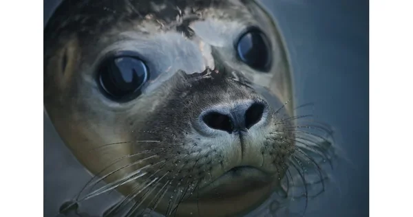 Tulen monah se pojavio u Venecijanskoj laguni