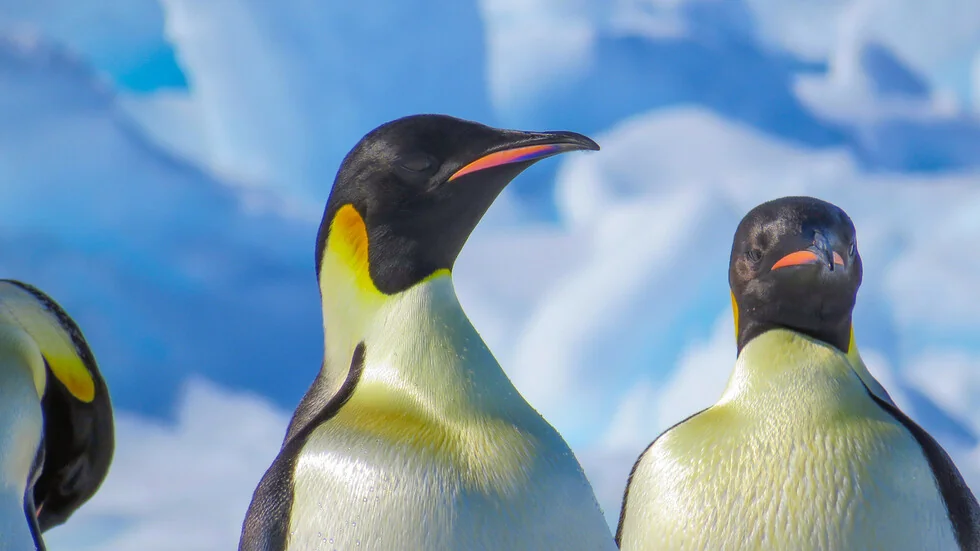 Imperatorski pingvini – majstori dubokovodnog ronjenja