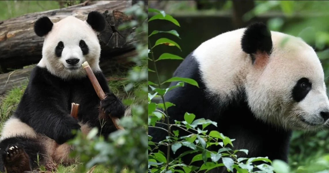 Panda diplomatija između Kine i SAD: Ping Ping i Fu Shuang su otišli u Ameriku