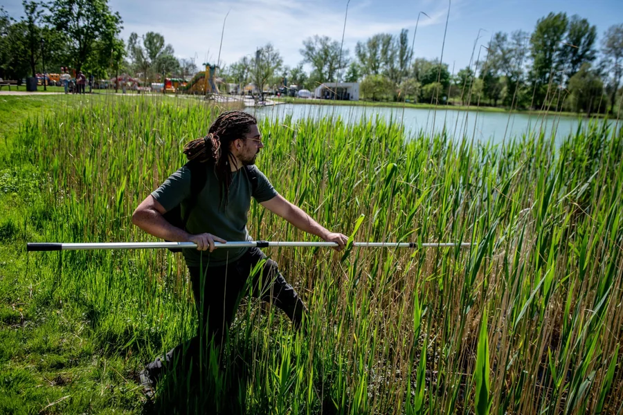 Kornjača u kapljici: kako su američke i azijske invazivne kornjače zauzele običan mađarski ribnjak 2025