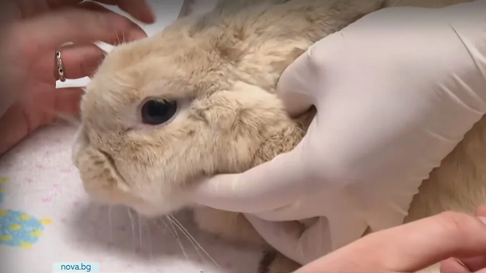 Zaštitnici životinja traže ograničenje pirotehnike za Novu godinu