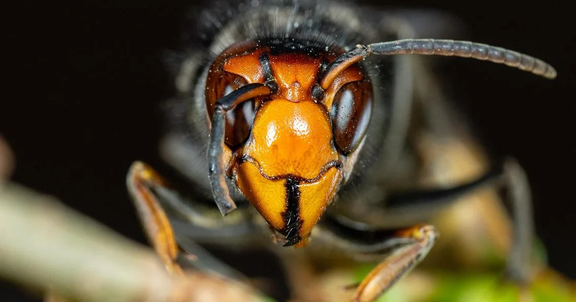 Horor u susedstvu: Roj stršljena izbo ženu po glavi, preminula je na mestu